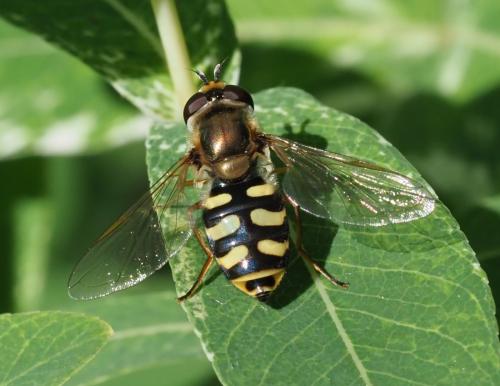 Réf. 258 309 : Eupeodes corollae